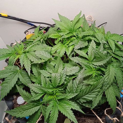 Green Gelato growlog timeline photo