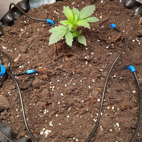 AutoXtreme growlog timeline photo