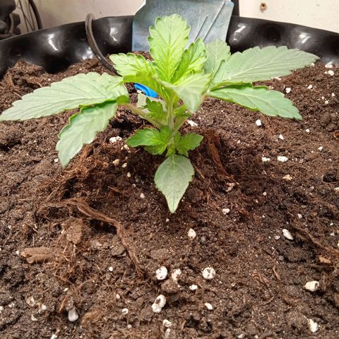 AutoXtreme growlog timeline photo