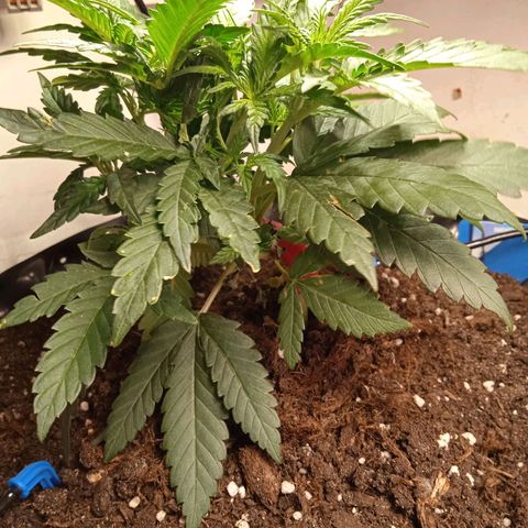 Northern lights Auto growlog timeline photo