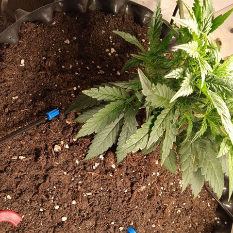 Northern lights Auto growlog timeline photo