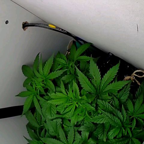 Green Gelato growlog timeline photo