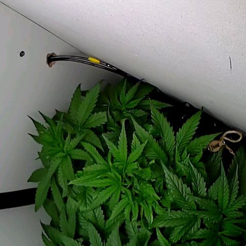 Green Gelato growlog timeline photo