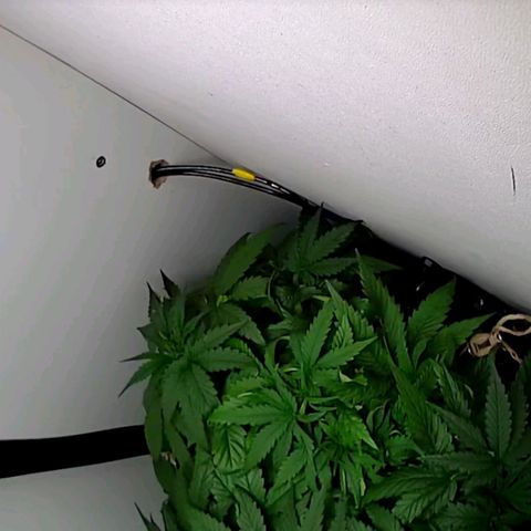 Green Gelato growlog timeline photo