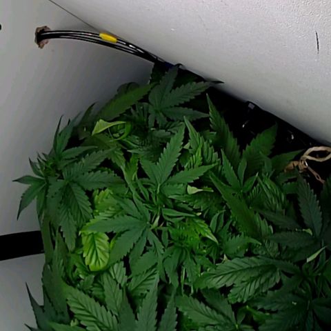 Green Gelato growlog timeline photo