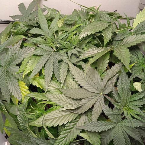 Green Gelato growlog timeline photo