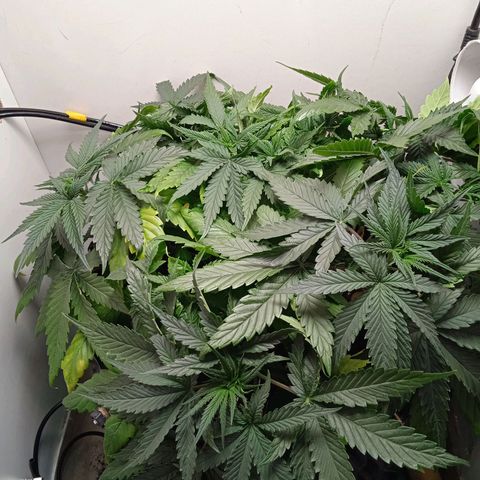 Green Gelato growlog timeline photo