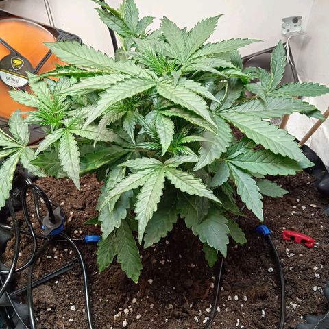 AutoXtreme growlog timeline photo