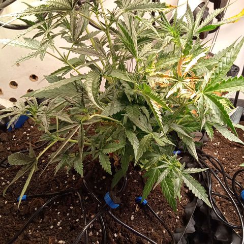 Northern lights Auto growlog timeline photo