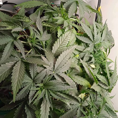 Green Gelato growlog timeline photo