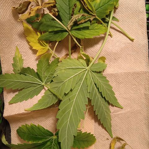 Green Gelato growlog timeline photo