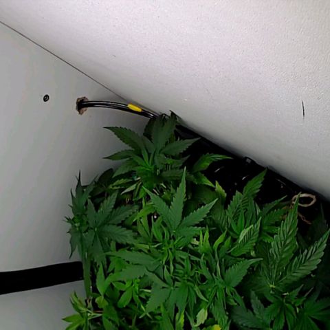 Green Gelato growlog timeline photo