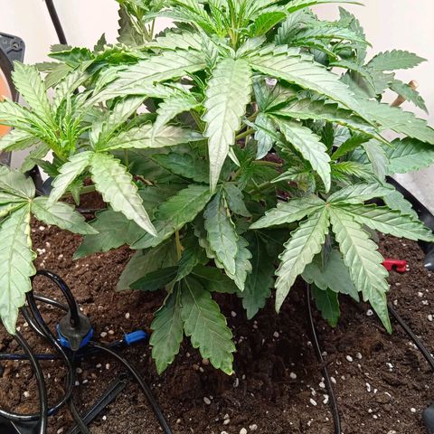 AutoXtreme growlog timeline photo