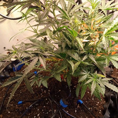 Northern lights Auto growlog timeline photo