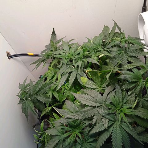 Green Gelato growlog photo: Загнул, оборвал