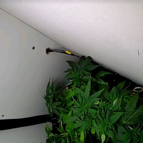 Green Gelato growlog timeline photo