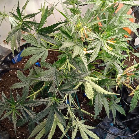 Northern lights Auto growlog photo: Загнул