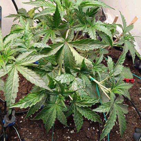 AutoXtreme growlog photo: Загнул