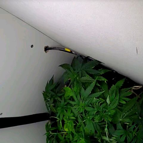 Green Gelato growlog timeline photo