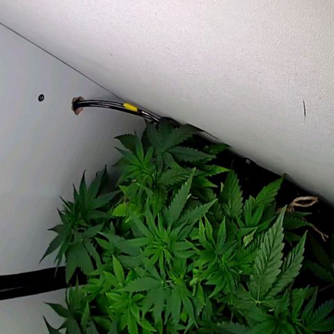Green Gelato growlog timeline photo