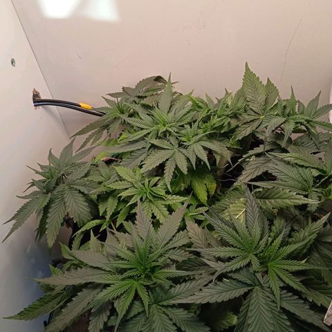 Green Gelato growlog timeline photo