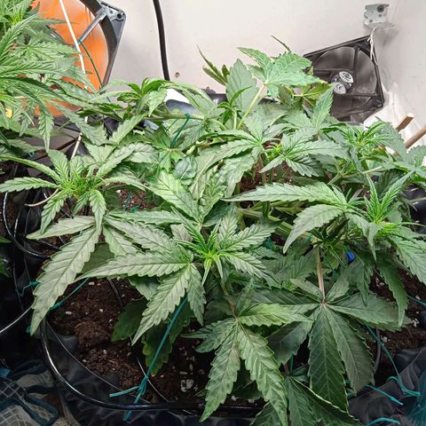 AutoXtreme growlog timeline photo