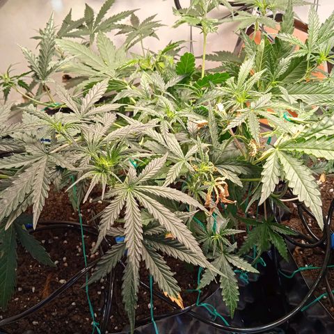 Northern lights Auto growlog timeline photo