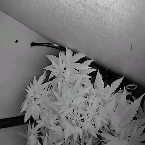 Green Gelato growlog timeline photo