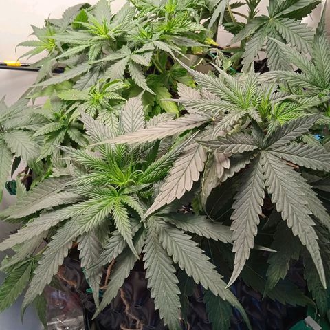 Green Gelato growlog timeline photo