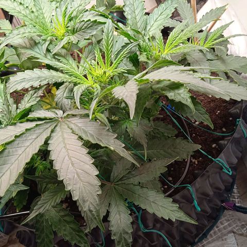 AutoXtreme growlog timeline photo