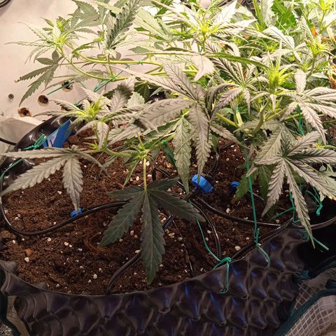 Northern lights Auto growlog timeline photo