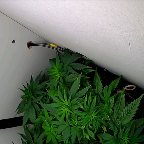 Green Gelato growlog timeline photo