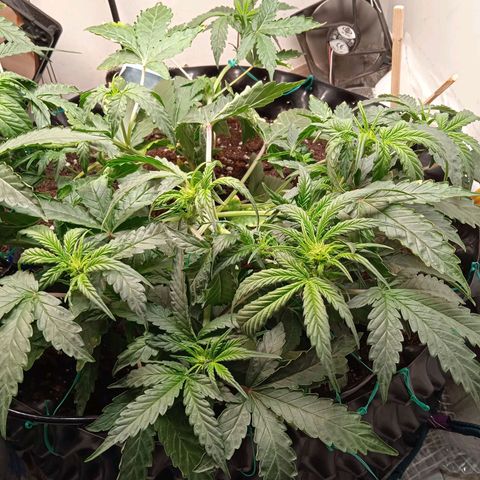 AutoXtreme growlog timeline photo