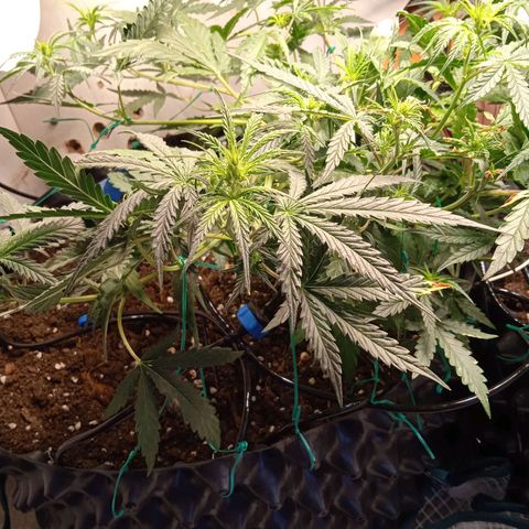 Northern lights Auto growlog timeline photo