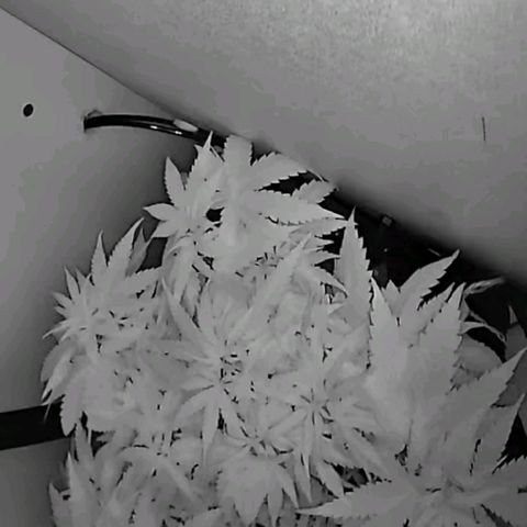 Green Gelato growlog timeline photo