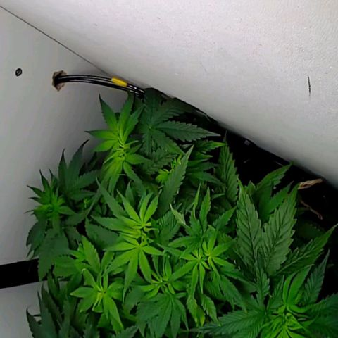 Green Gelato growlog timeline photo