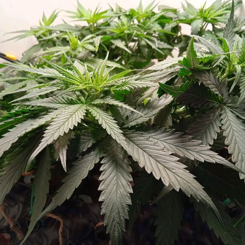 Green Gelato growlog timeline photo