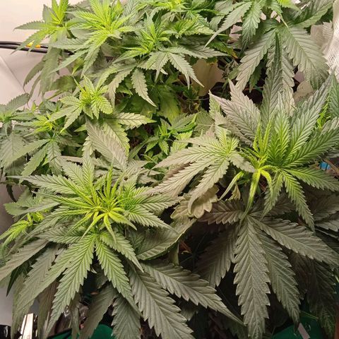 Green Gelato growlog timeline photo