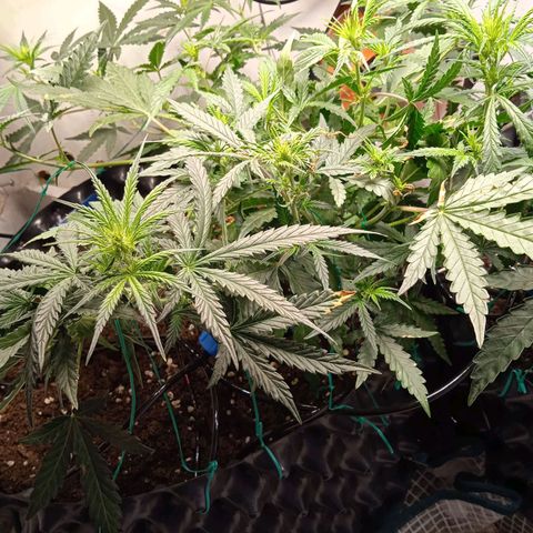 Northern lights Auto growlog timeline photo