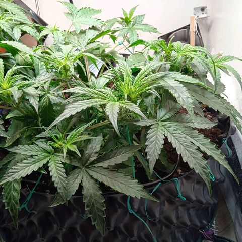 AutoXtreme growlog timeline photo