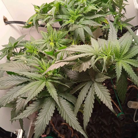 Green Gelato growlog timeline photo