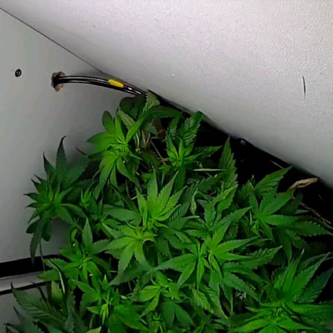Green Gelato growlog timeline photo