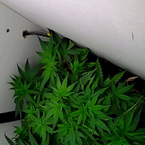 Green Gelato growlog timeline photo