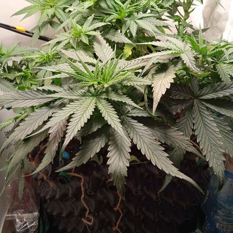 Green Gelato growlog timeline photo