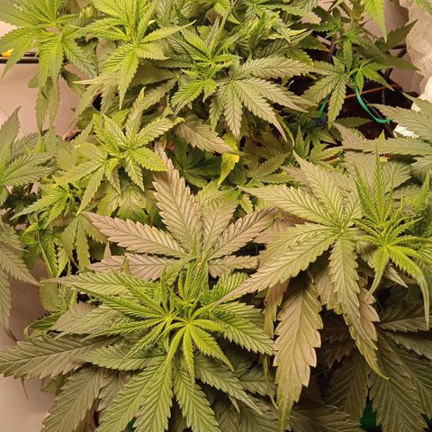 Green Gelato growlog timeline photo