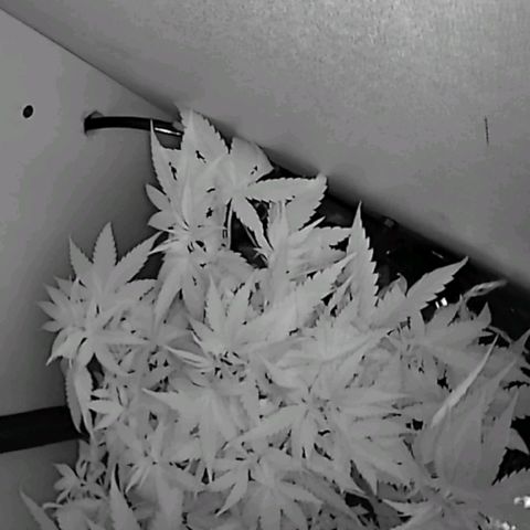 Green Gelato growlog timeline photo