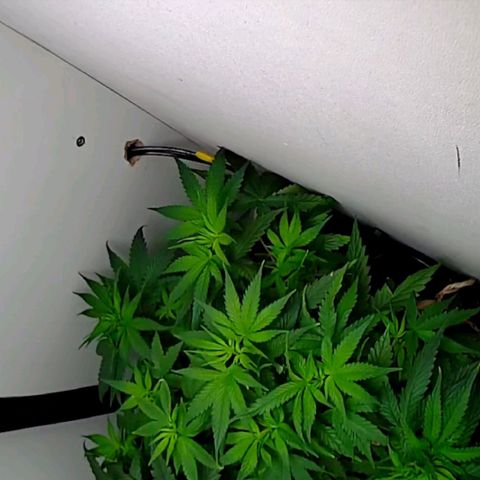 Green Gelato growlog timeline photo
