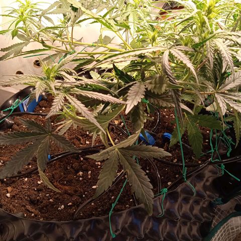 Northern lights Auto growlog timeline photo