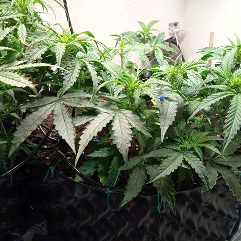 AutoXtreme growlog timeline photo