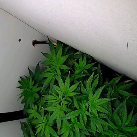 Green Gelato growlog timeline photo
